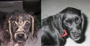 Dana, a rescue dog from Amazon CARES.
